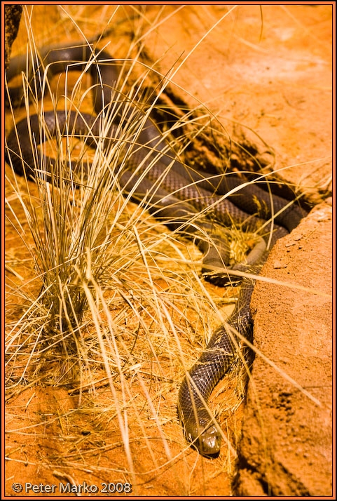 WV8X8326.jpg - Autralian snakes, Sydney, Australia.